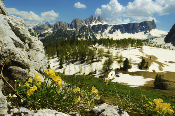 Lastoi de Formin, Croda da Lago, Cortina d'Ampezzo, Dolomiti, Dolomites, Veneto, Italy. Geum reptans blooming at Cinque Torri