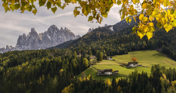 St. Peter, Val di Funes, Trentino Alto Adige, Italy. The Odle framed in the leaves in the fall season. 
