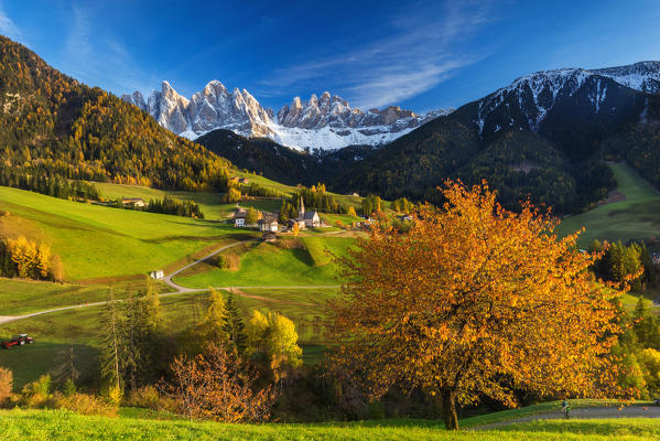 St. Magdalena, Val di Funes, Trentino Alto Adige, Italy. Autumnal sunset at St. Magdalena with the iconic cherry tree and the mountains on the background.