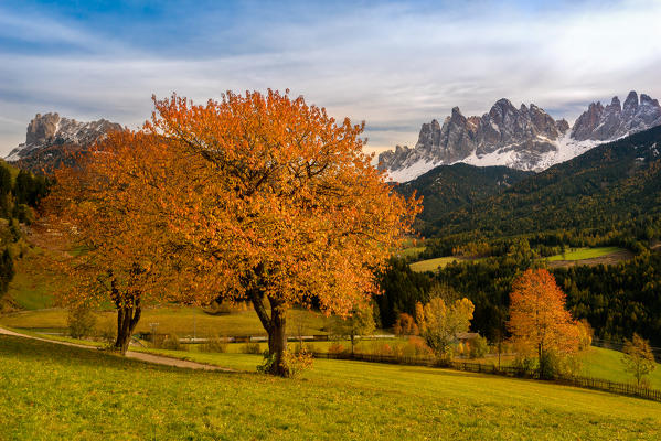 Val di Funes, Trentino Alto Adige, Italy. Autumn colors in Val di Funes.