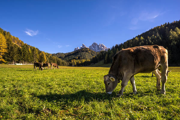 St. Johann in Ranui, Funes valley, Trentino Alto Adige, Italy. Grazing cows