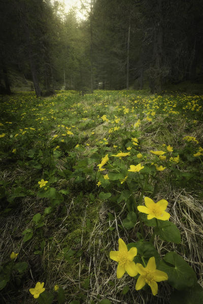 Braies / Prags, Dolomites, South Tyrol, Italy. Blooming of Caltha palustris (Calta Palustre)