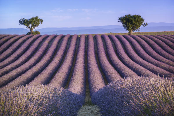 Provence, Southern France, France. Lavander field