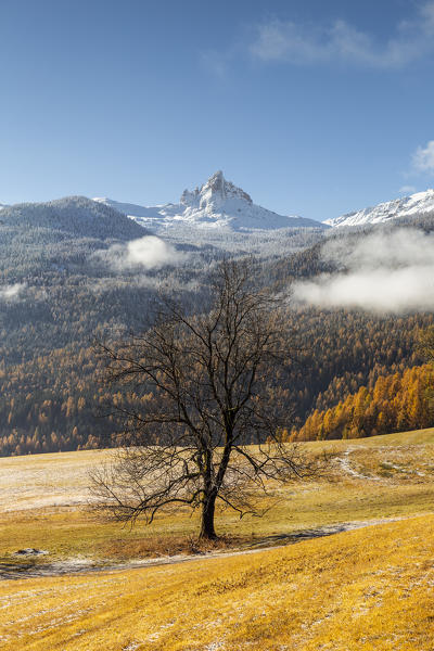 Italy, Veneto, Belluno district, Cortina d'Ampezzo, a bare and lonely tree in autumn and the first snow in the mountains