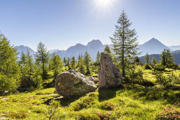 Italy,Veneto,Belluno district,Cortina d'Ampezzo,view of meadows and larches of the Dolomites in the summer season