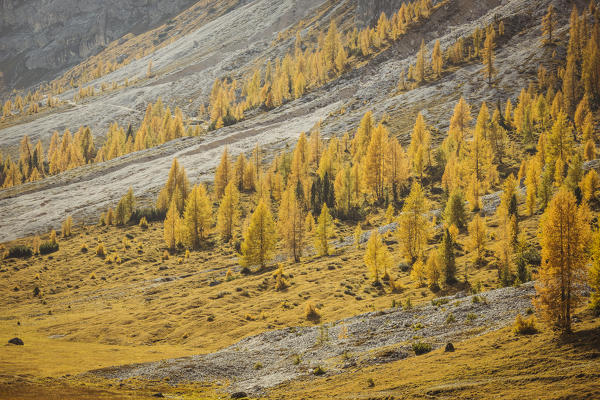 Italy,Veneto,Belluno district,Cortina d'Ampezzo,shining autumn larch trees come on struck by the sun's rays