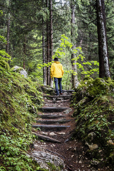 Italy, Veneto, province of Belluno, Borca di Cadore, hiker on the forest trail