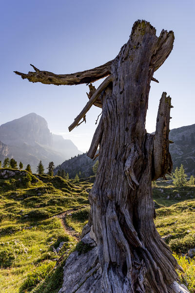 The lonely guardian,Cortina d'Ampezzo, Belluno district,Veneto,Italy,Europe