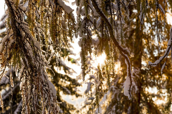 Autumn snow covers the larch trees,Cortina d'Ampezzo,Belluno district,Veneto,Italy,Europe