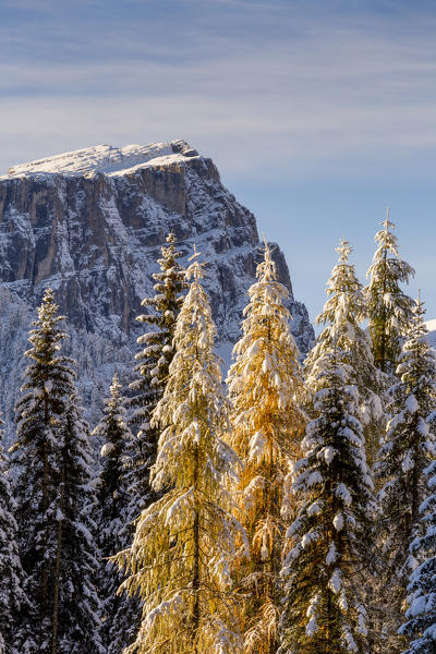 Trees loads of snow in the early morning light,Cortina d'Ampezzo,Belluno district,Veneto,Italy,Europe