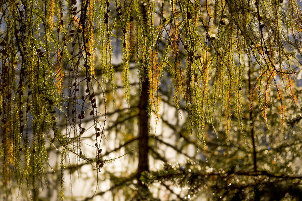 Drops of dew shining in the morning sun,Cortina d'Ampezzo,Belluno district,Veneto,Italy,Europe