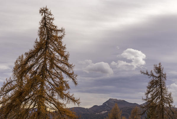 Autumn colors in San Vito di Cadore,Boite Valley,Belluno district,Veneto,Italy,Europe