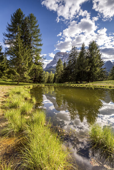 Spring in the woods of Boite Valley,San Vito di Cadore,Belluno district,Veneto,Italy,Europe
