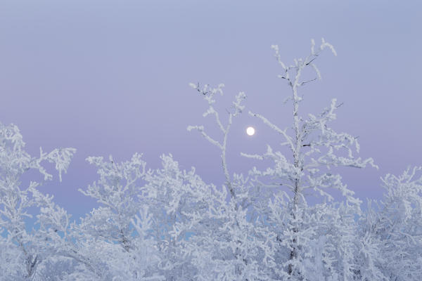 Icy trees frame the full moon,Abisko,Kiruna,Sweden,Europe