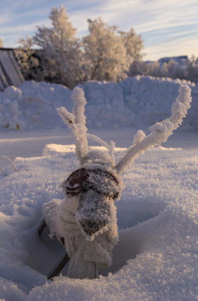 Welcome reindeer,Abisko,Kiruna,Sweden,Europe