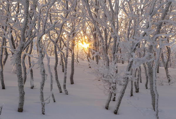 Gold sun between trees,Abisko,Kiruna,Sweden,Europe