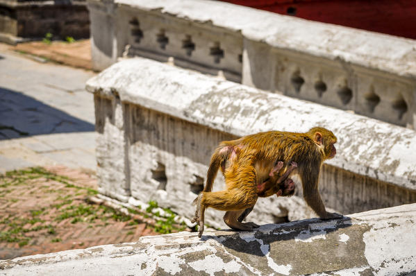 A monkey with puppy walking in the temples of Pashupatinath,Kathmandu, Nepal, Asia