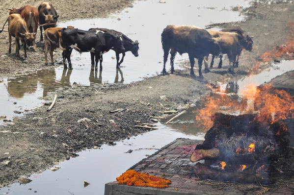 Cremation ceremony at Pashupatinath Temple, on the banks of the Bagmati river, Kathmandu, Nepal, Asia