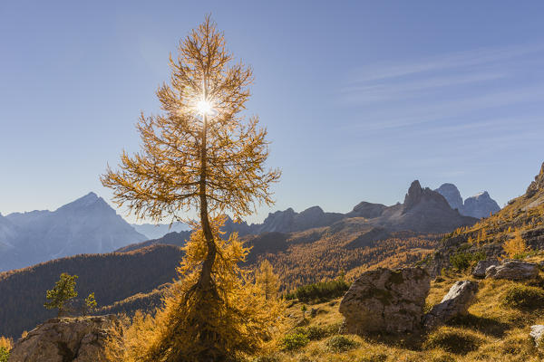 Lonely larch in the Dolomites,Cortina d'Ampezzo,Belluno district,Veneto,Italy