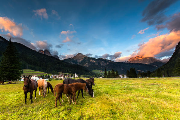 Europe,Italy,Dolomites,Trentino,Fassa Valley.
horses grazing