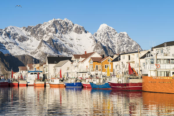 Fishing boats in the harbour, with snowcapped mountains in the background and seagull in the sky. Henningsvaer, Nordland county, Northern Norway region, Norway.