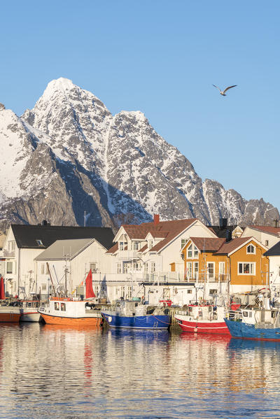 Fishing boats in the harbour, with snowcapped mountains in the background and seagull in the sky. Henningsvaer, Nordland county, Northern Norway region, Norway.