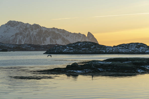 Seagull flying over the sea at dawn, with mountains in the background. Svolvaer, Nordland county, Northern Norway region, Norway.