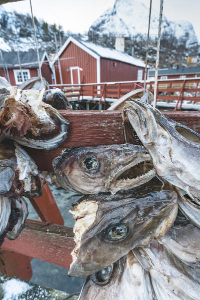 Heads of codfish drying with red cabins in the background. Nusfjord, flakstad municipality, Nordland county, Northern Norway, Norway.