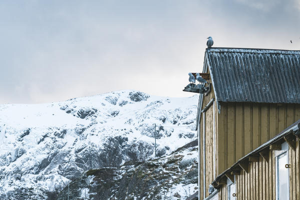 Three seagulls standing on a yellow house with snowcapped mountain in the background. Nusfjord, flakstad municipality, Nordland county, Northern Norway, Norway.