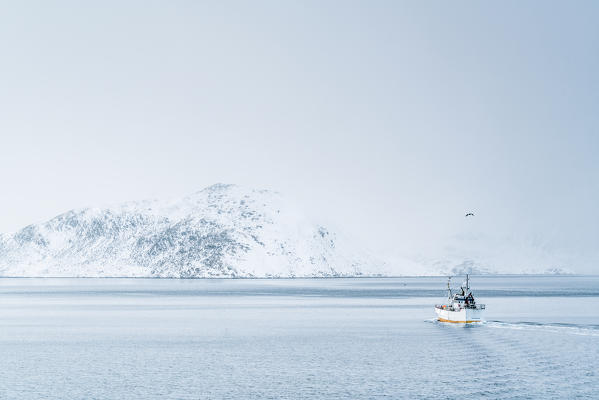 Fishing boat sailing on the fjord, with seagull above the ship. Fredvang, Flakstad municipality, Nordland county, Northern Norway, Norway.