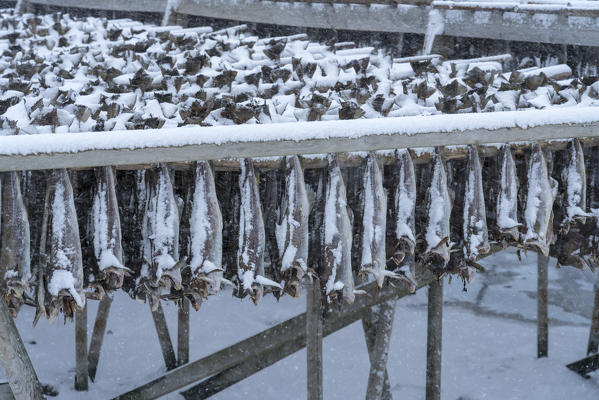 Traditional Norwegian codfish hanging under the snow in winter. Reine, Nordland county, Northern Norway region, Norway.