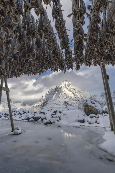 Traditional Norwegian codfish hanging drying in winter, with Olstinden peak in the background. Reine, Nordland county, Northern Norway region, Norway.