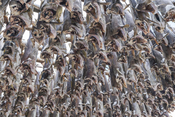 Traditional Norwegian codfish hanging drying in winter. Reine, Nordland county, Northern Norway region, Norway.