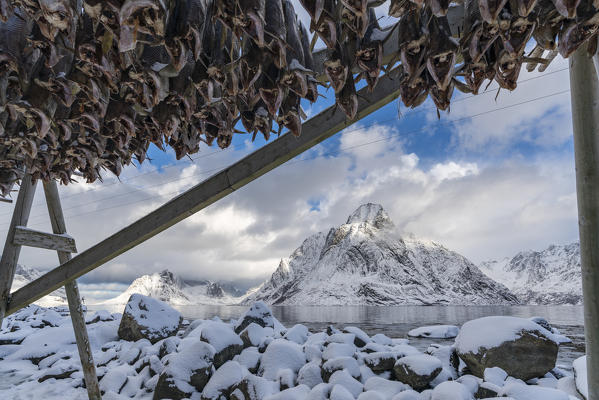 Traditional Norwegian codfish hanging drying in winter, with Olstinden peak in the background. Reine, Nordland county, Northern Norway region, Norway.