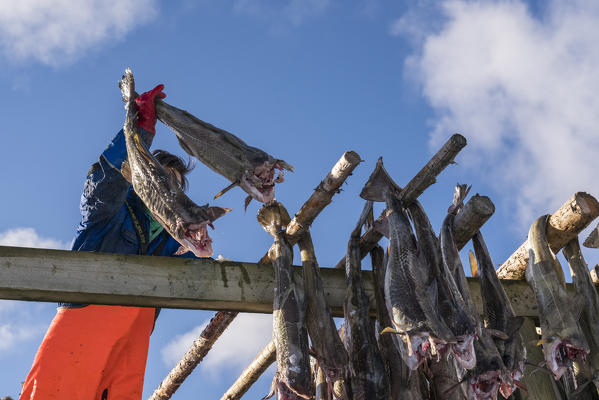 Worker hanging codfish on drying racks in winter. Reine, Nordland county, Northern Norway region, Norway.