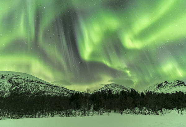 Northern lights in the sky above mountain peaks and trees. Skoddebergvatnet lake, Grovfjord, Troms county, Northern Norway, Norway.