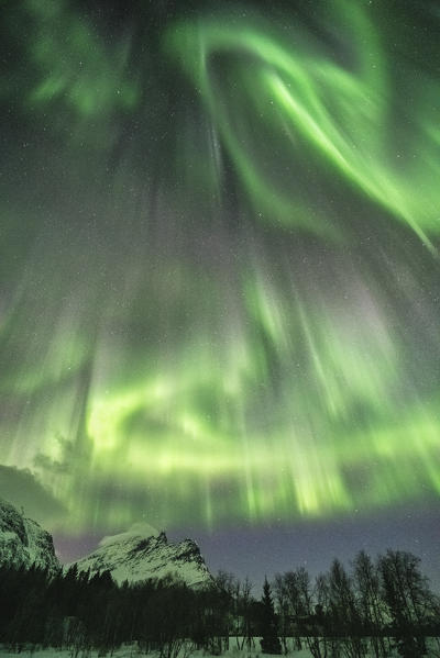 Northern lights in the sky above mountain peaks and trees. Skoddebergvatnet lake, Grovfjord, Troms county, Northern Norway, Norway.