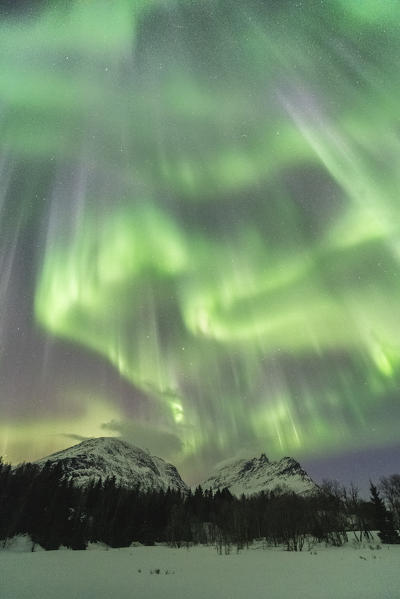 Northern lights in the sky above mountain peaks and trees. Skoddebergvatnet lake, Grovfjord, Troms county, Northern Norway, Norway.