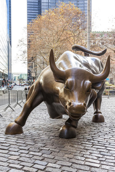 Bronze Wall Street Bull on Broadway in Lower Manhattan, New York City, New York, USA