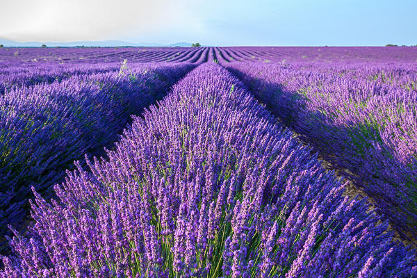France, Provence Alps Cote d'Azur, Haute Provence, Plateau of Valensole. Lavender field in full bloom