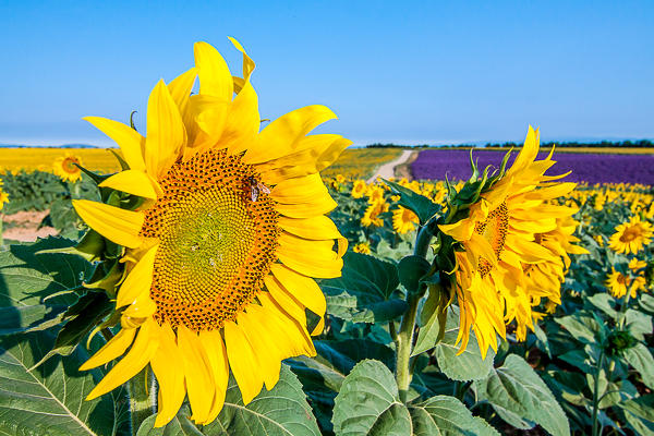 France, Provence Alps Cote d'Azur, Haute Provence, Plateau of Valensole, sunflowers