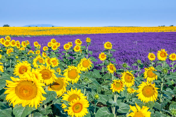 France, Provence Alps Cote d'Azur, Haute Provence, Plateau of Valensole. Lavender and sunflowers