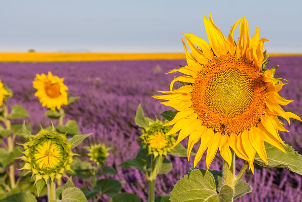 France, Provence Alps Cote d'Azur, Haute Provence, Plateau of Valensole. Lavender and sunflowers