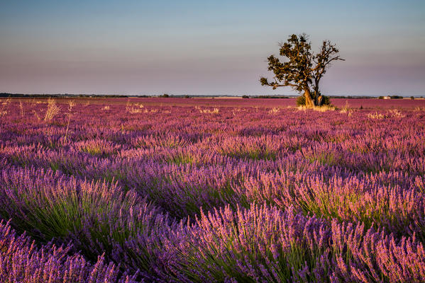 France, Provence Alps Cote d'Azur, Haute Provence, Plateau of Valensole. Lavender field in full bloom