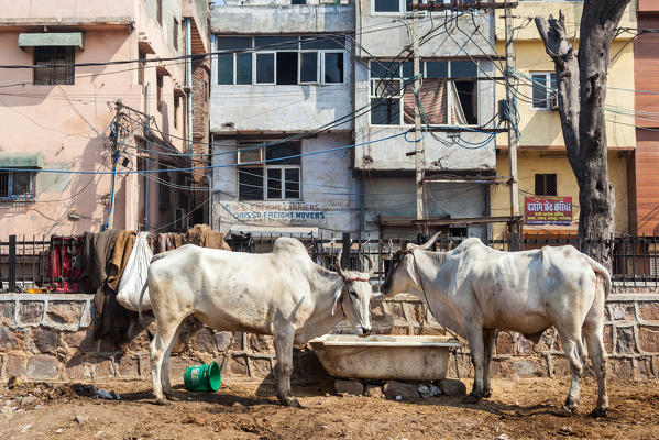 India, Delhi, cows in the street