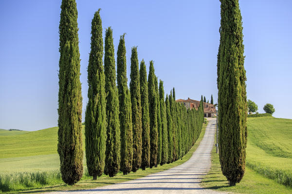 Road with cypresses and farmhouse. Orcia Valley, Siena district, Tuscany, Italy.