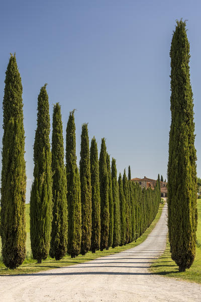 Road with cypresses and farmhouse. Orcia Valley, Siena district, Tuscany, Italy.