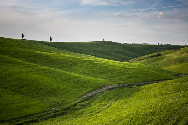 Two cypresses on the hills of Orcia Valley. Siena district, Tuscany, Italy.