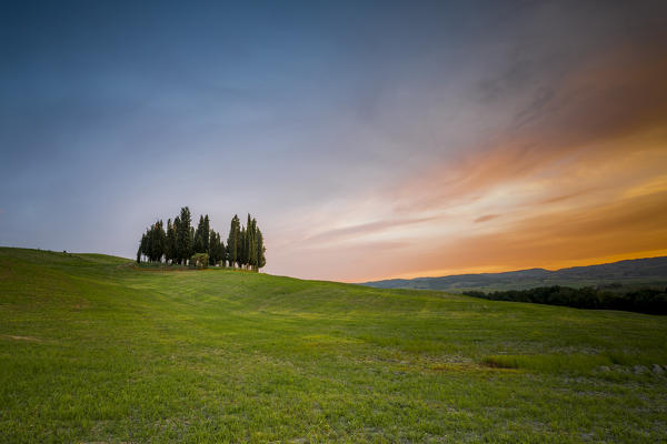 Cypresses at sunset in Orcia Valley. Siena district, Tuscany, Italy.