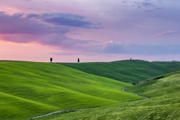 Cypresses at sunset in Orcia Valley. Siena district, Tuscany, Italy.